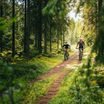 Two people cycling along a forest trail.