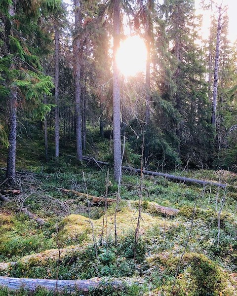 Solen lyser genom träden i skogen. 