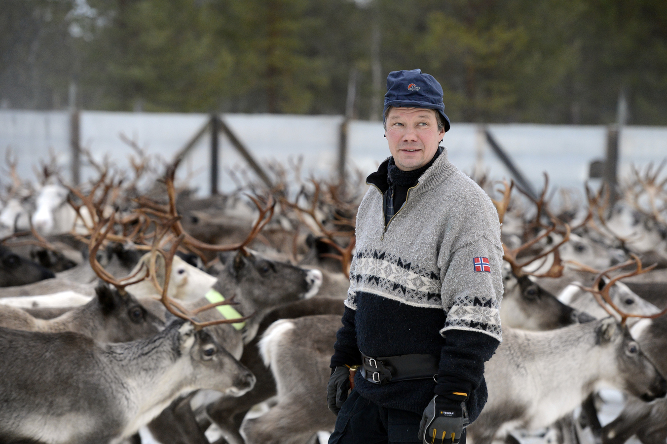 Peter Andersson vallar renar.