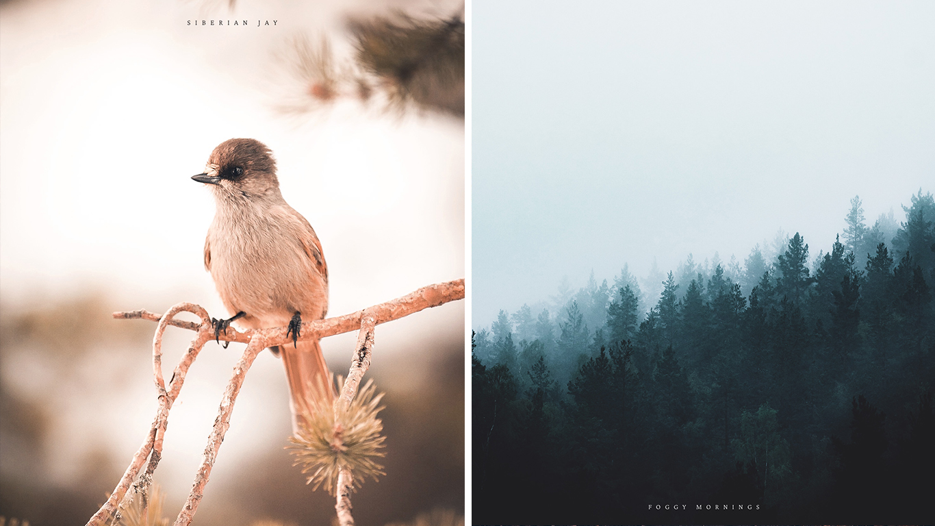 En fågel på en gren och en dimmig skog.