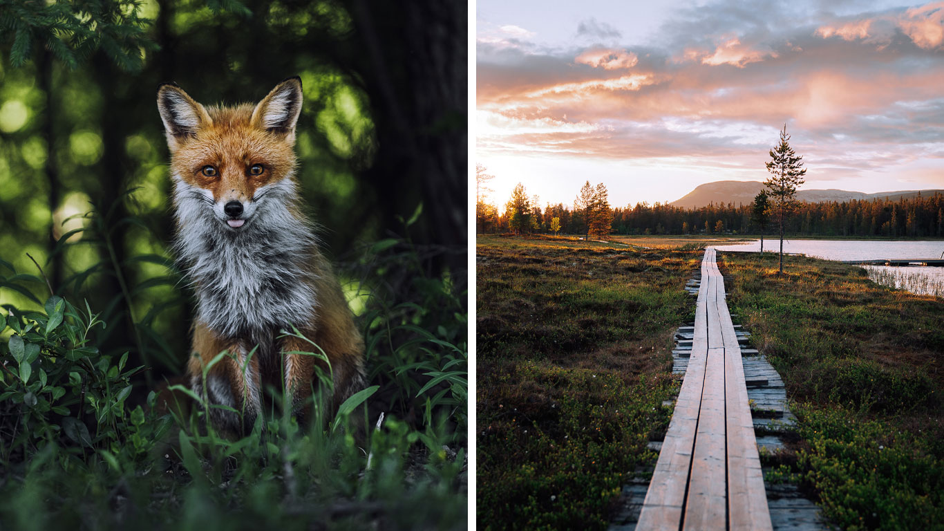 Räv och spång på fjället.