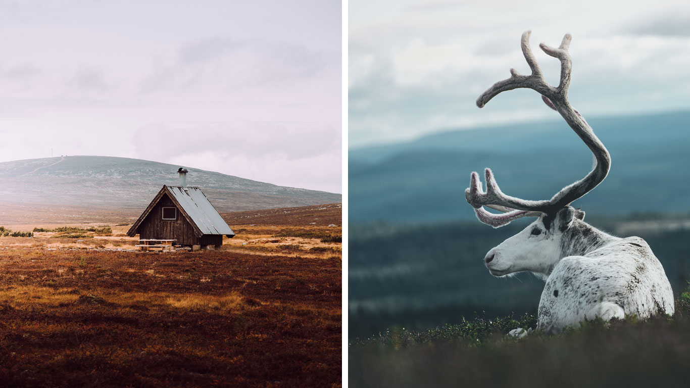 Bildkollage med fjället och en vit ren.