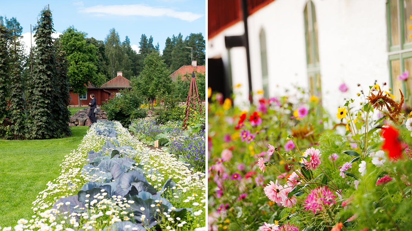 Vackra blommor vid Stabergs bergsmansgård.