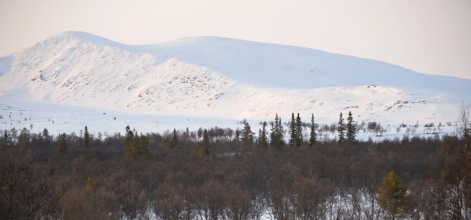 Snötäckt fjäll med skog i förgrunden.