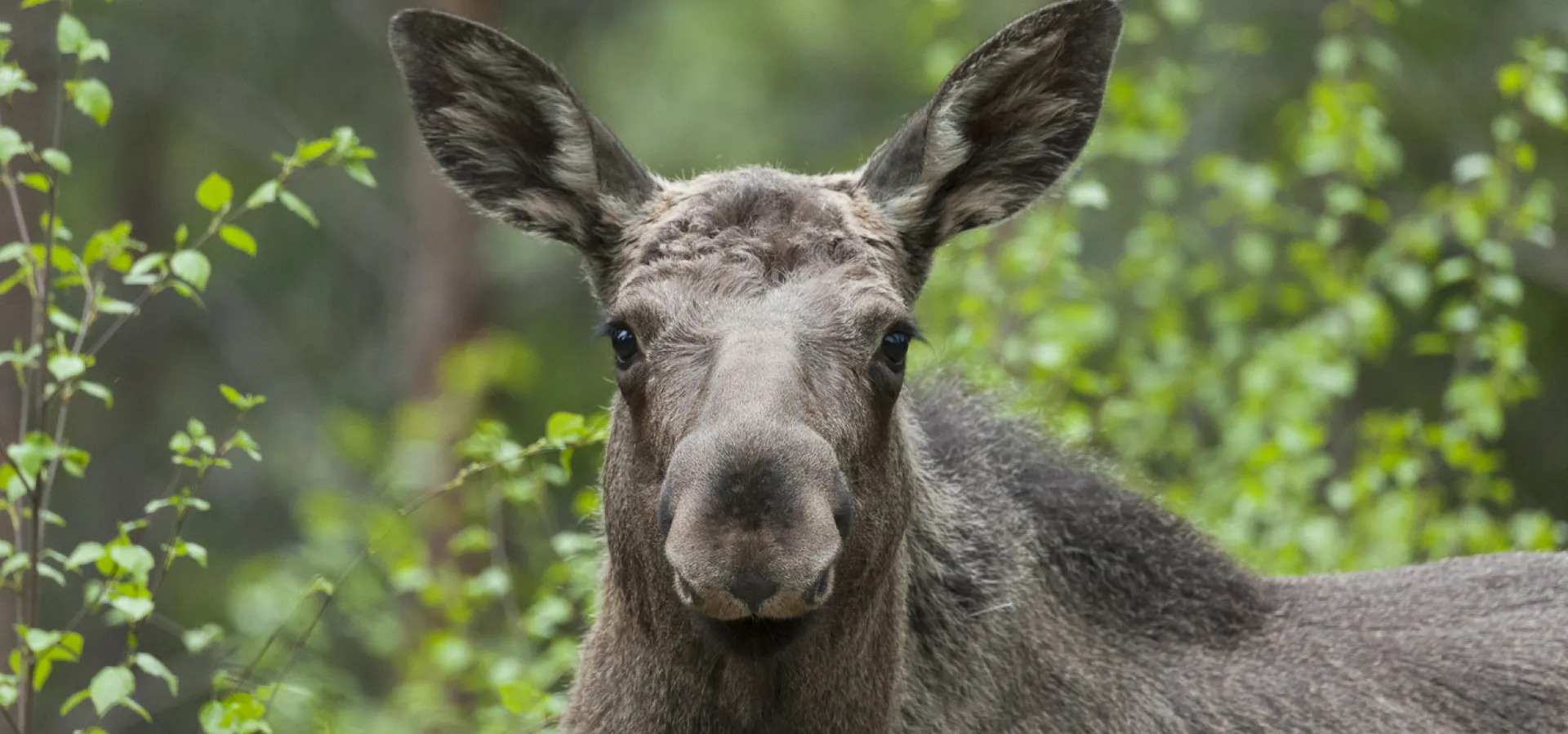 Älg i skogen.