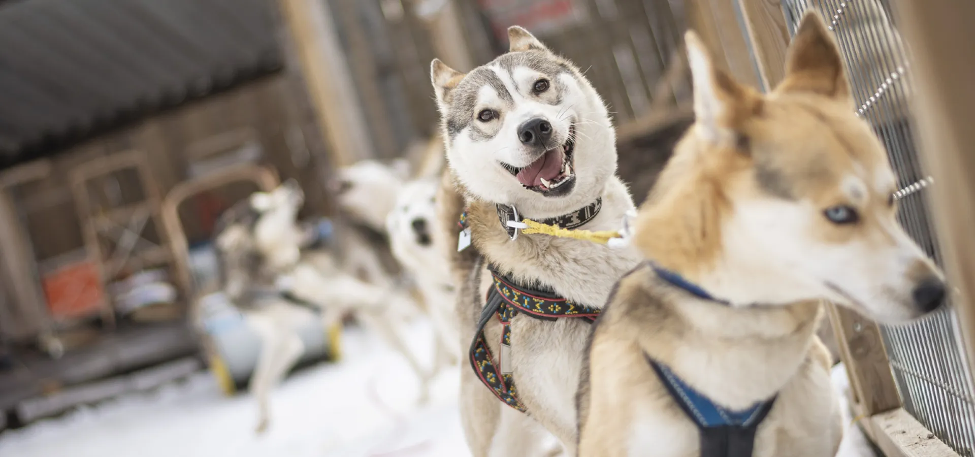 Husky hundar i hundgård.