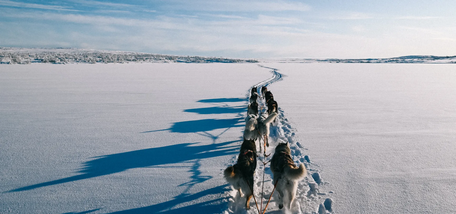 Hundspann på fjället.