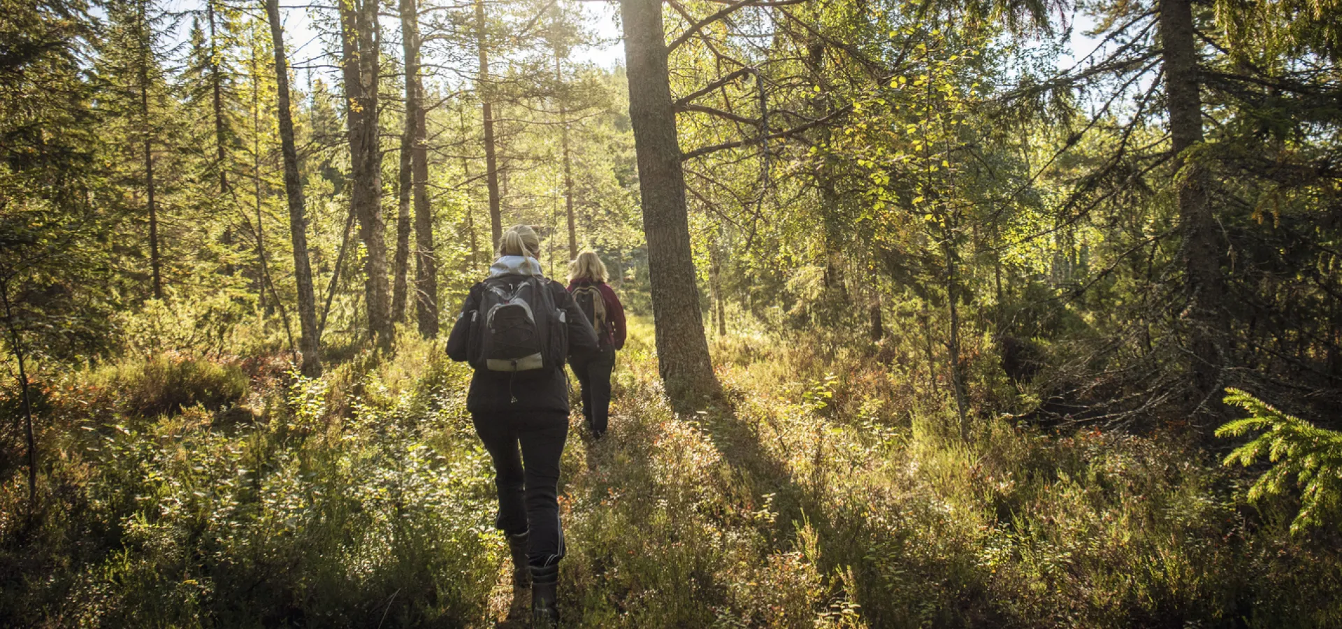 Två vandrare i skogen.