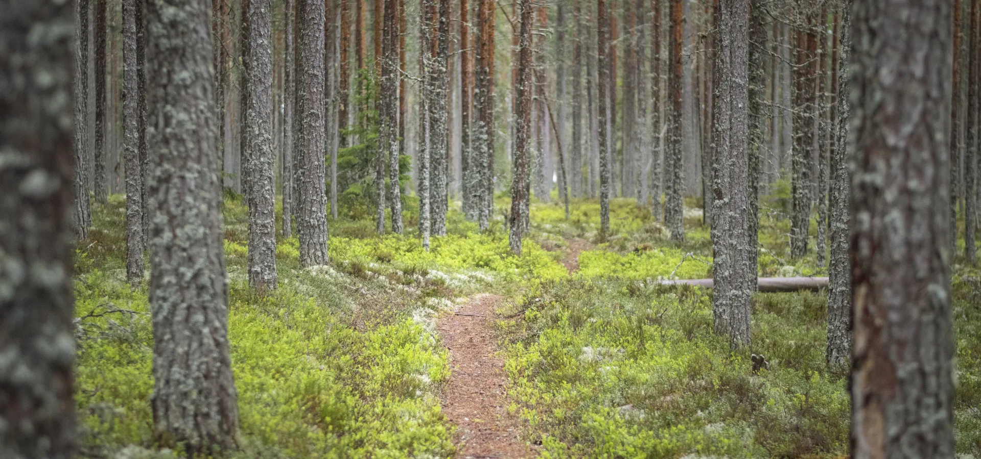 Skogsstig i Orsaskogarna.