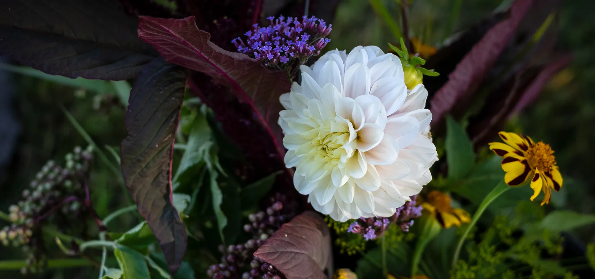 En vit dahlia och andra vackra blommor i närbild.