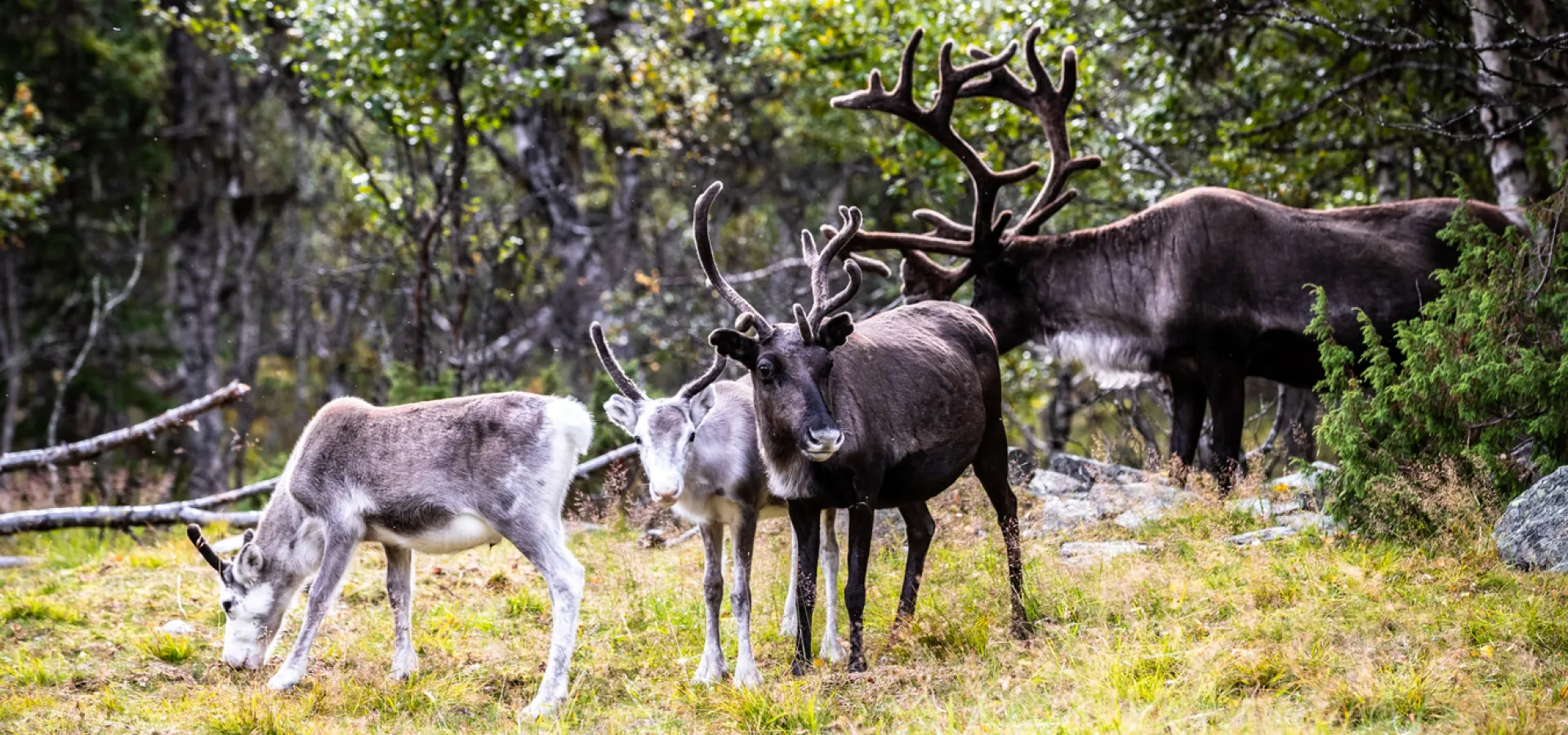 Renar i skogen.