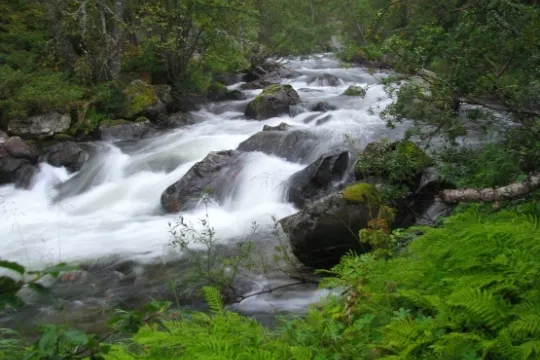 The river Storån meandering through the forest.