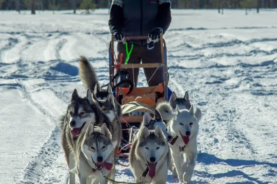 Dogs dragging a sledge.