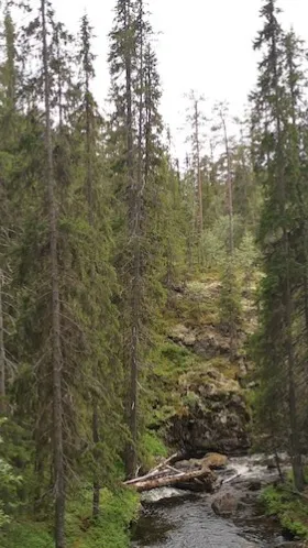 Skog och vattendrag. 