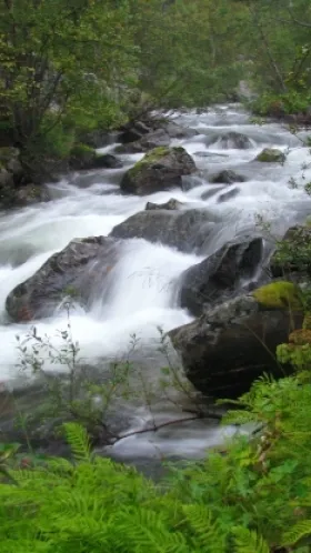 The river Storån meandering through the forest.