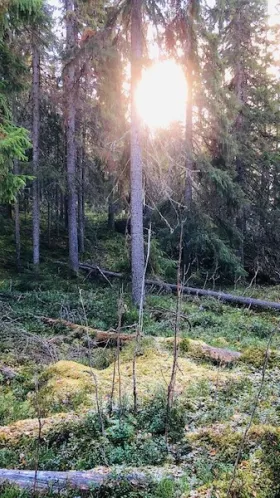 Solen lyser genom träden i skogen. 