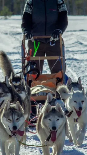 Dogs dragging a sledge.