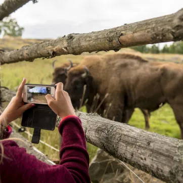 Girl takes mobile photo of two bison at Avesta Visentpark.