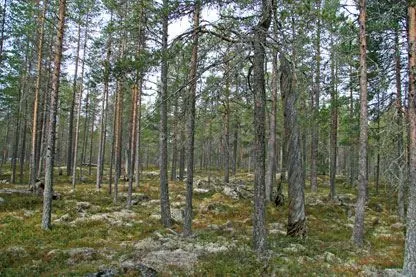 Naturreservat med många glesa träd