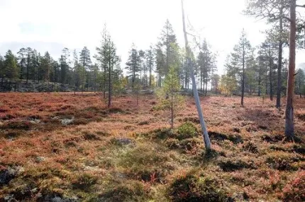 A mire surrounded by small trees