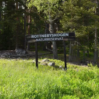 Skylt i trä med texten Rottnebyskogen naturreservat, äldre skog i bakgrunden.