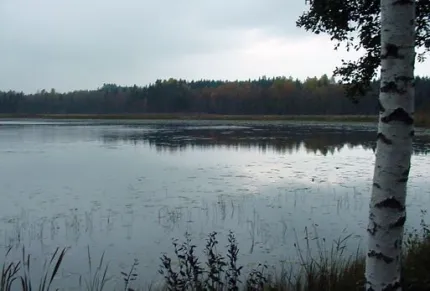 En sjö med träd i bakgrunden.