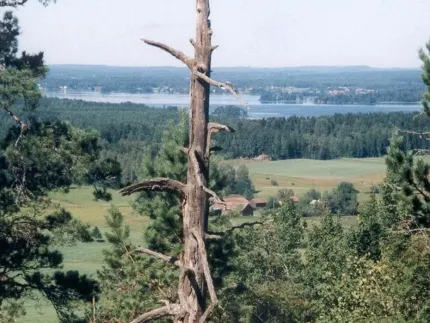 Utsikt över skog och sjö.