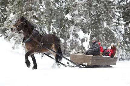 Horse and sleigh.