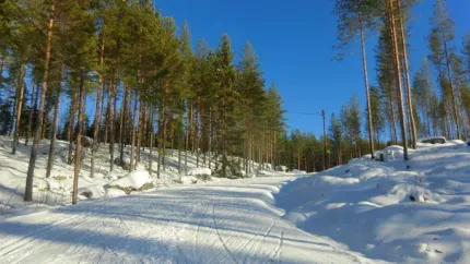 Ski trails in the forest. 
