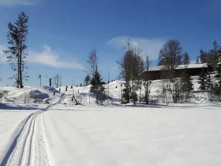 Ett prepsrerat längdskidspår en solig vinterdag, några träd och en byggnad syns också på bilden.