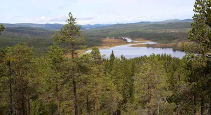 Utsikt över sjö och skog från utsiktspunkt.