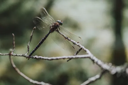 Dragonfly and branch.