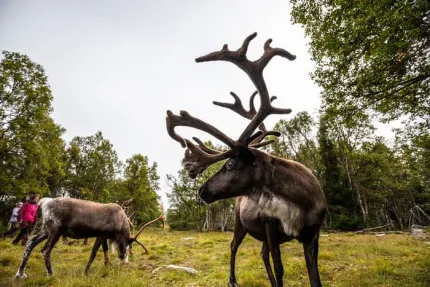 Renar som betar, en kvinna i bakkrunden.