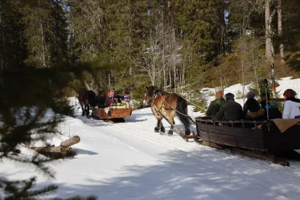 Two horses each pulling a sleigh with people in it out in the forest on snow.