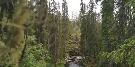 Gammal skog med en å.
