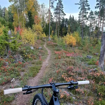 En stig i skogen, ett cykelstyre i framkant.