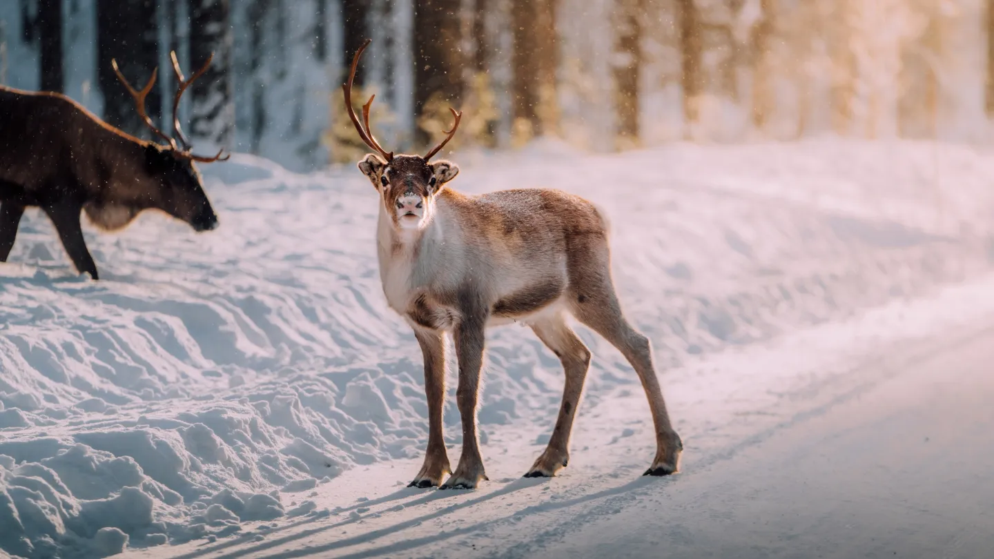 Two reindeers on a winter road.