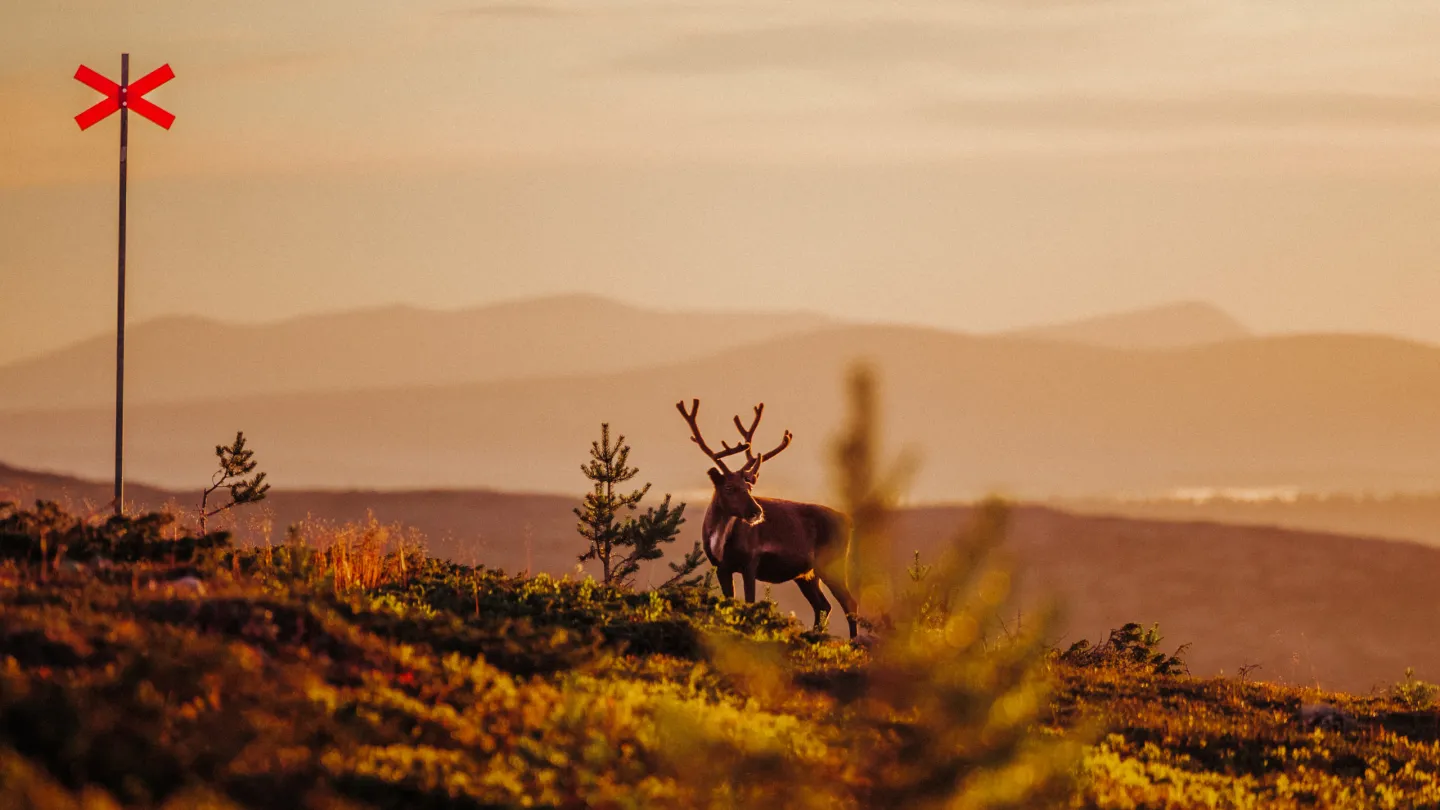 Ren som går på kalfjäll.