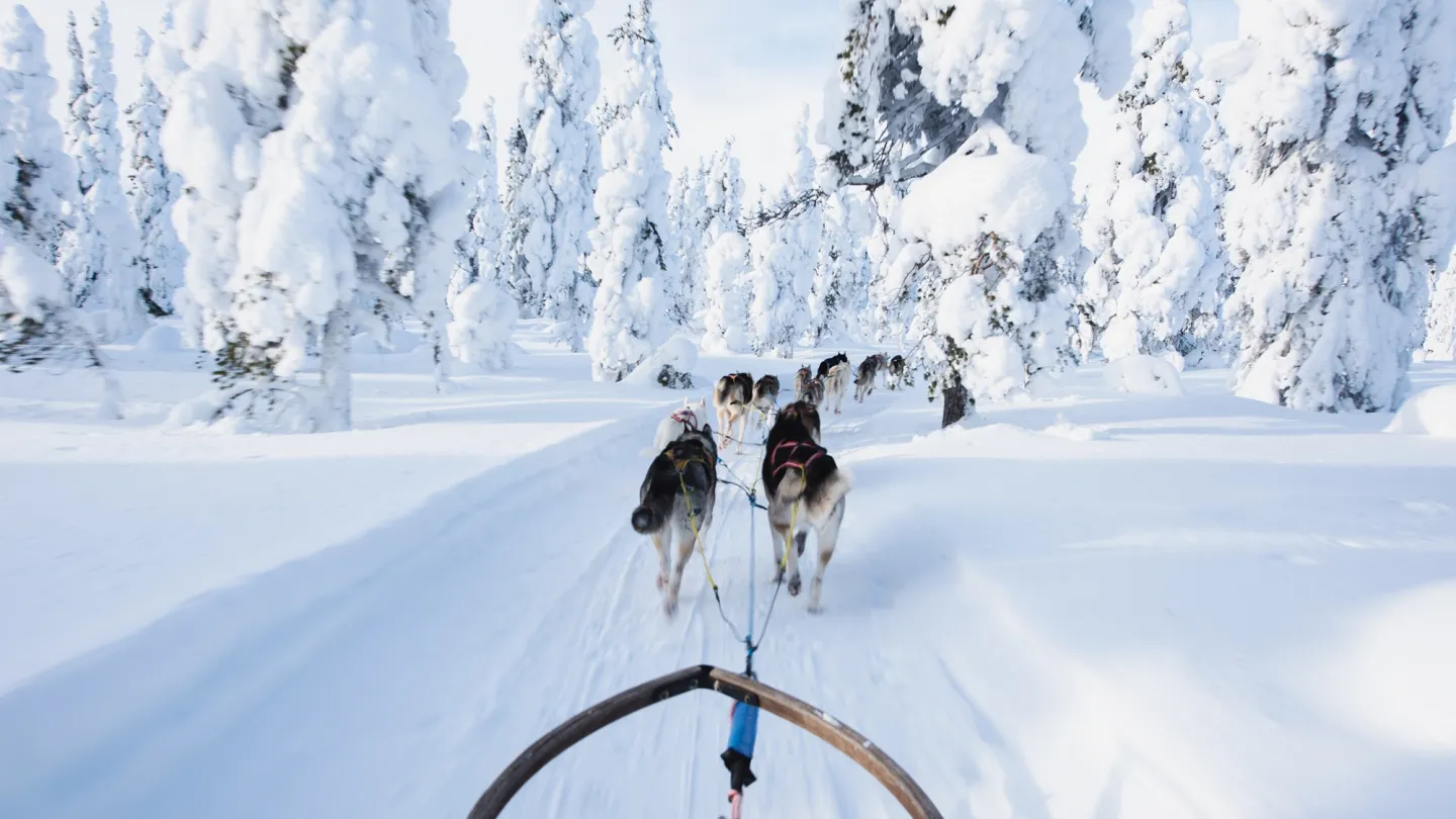 Hundar som drar en släde i snön.