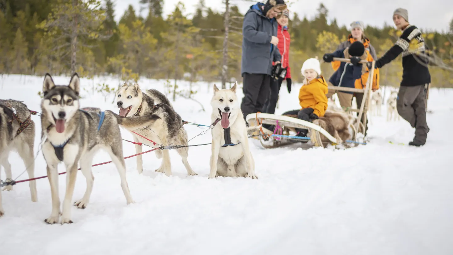 Husky hundar som drar släde på vinterled.