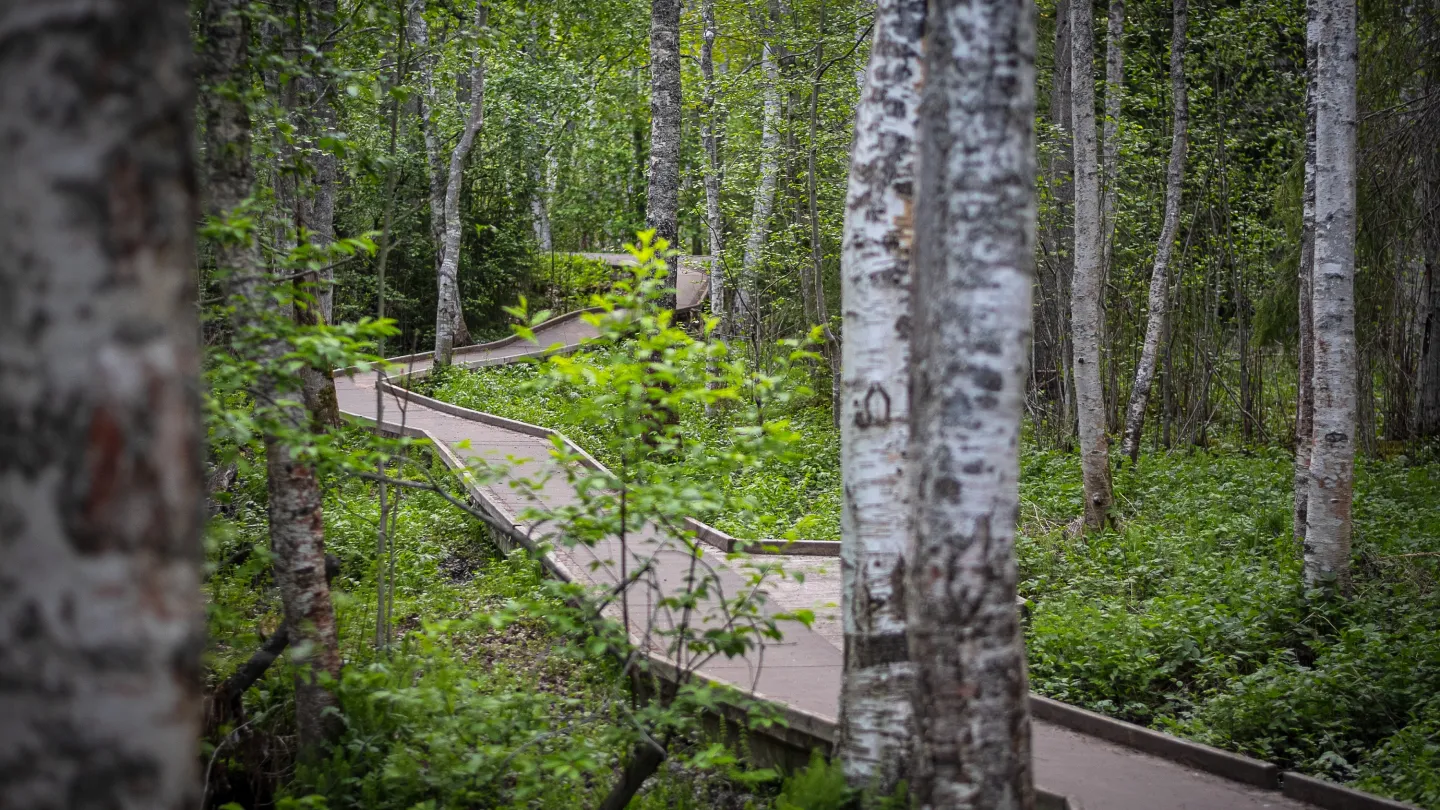 Vandringsled i Nygårdsravinen i Borlänge.