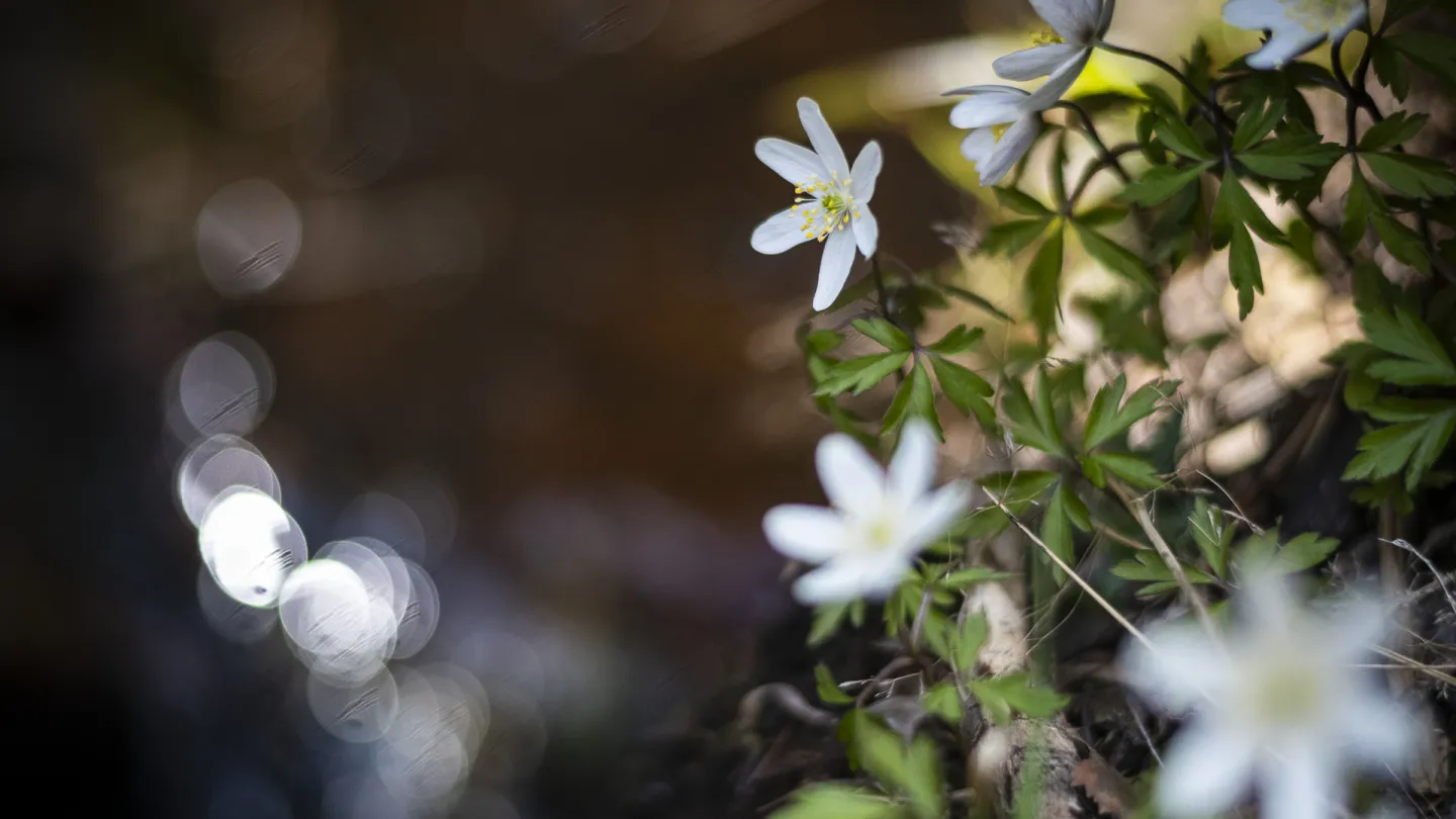 Spring flowers blooming.